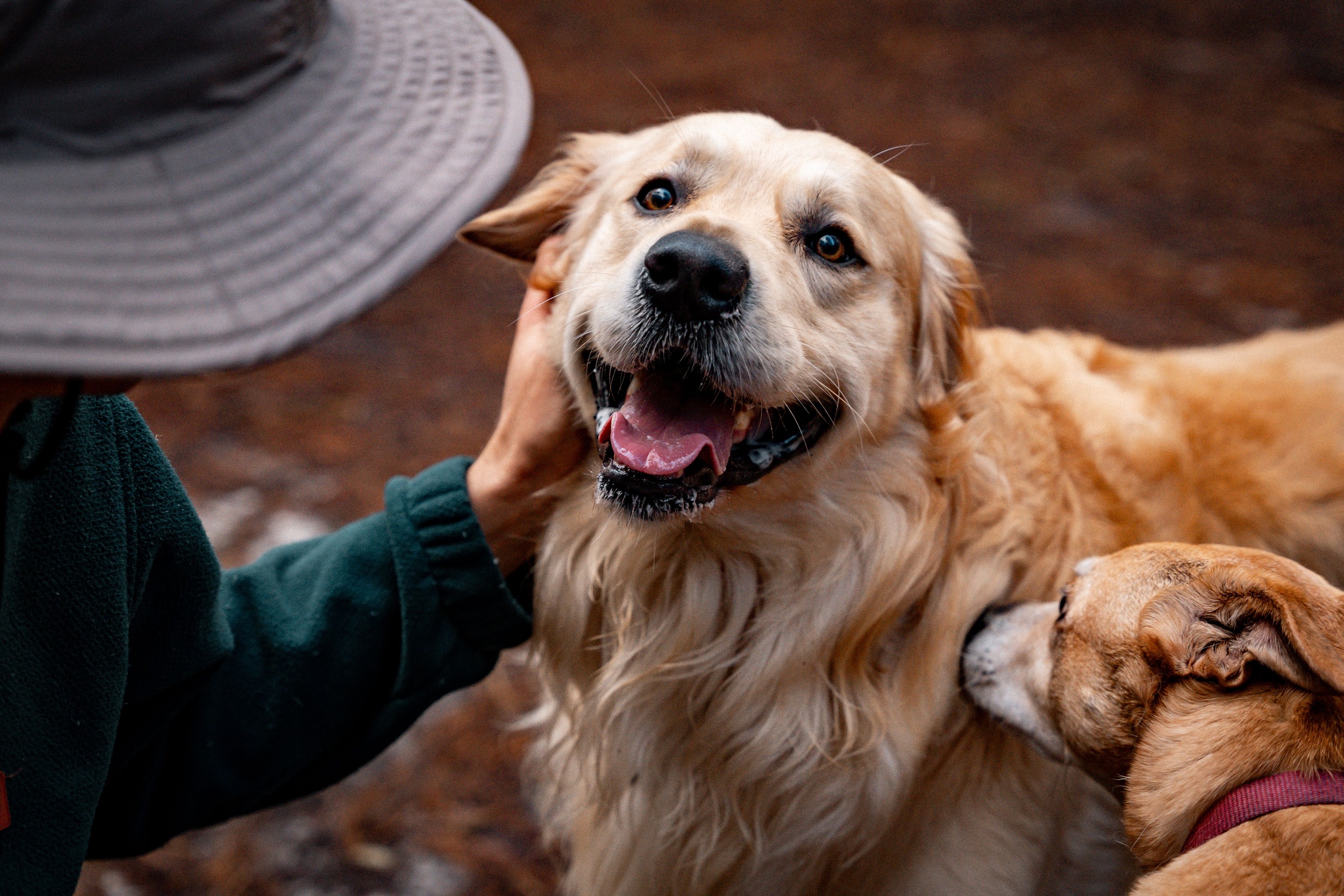 Your Ultimate Guide To Dog Care Ensuring Joy And Wellness For Your Furry Friend